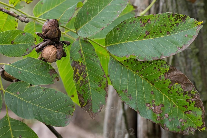 Real walnut, English walnut, Juglandaceae, Juglans regia, Madeira walnut, Persian walnut, walnut tree, walnut tree, trees, common walnut, flora, plants, plants, tree