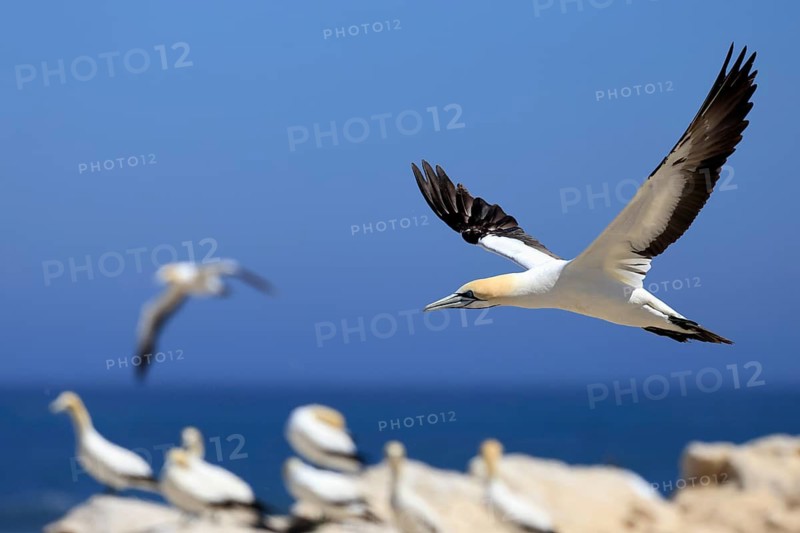 Cape Gannet (Morus capensis), adult, in flight, breeding colony, Lamberts Bay, Western Cape, South Africa