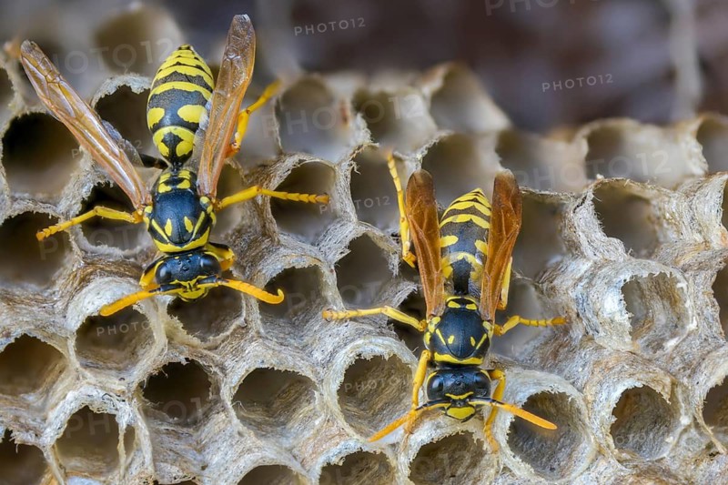 Brighter-colored paper wasp, French field wasp, gallic field wasp, house field wasp, hymenoptera, polistes dominula, vespidae, wrinkle wasp, field wasp, insects, nest