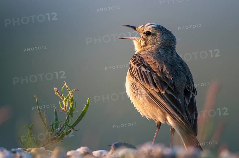 Anthus Campestris, Brachpieper, Brandenburg, Germany, Nabu, national natural heritage, natural paradise Grünhaus, tawny pipit, post-mining landscape, birds, song, green house, male, passeri, singing, songbirds, birds