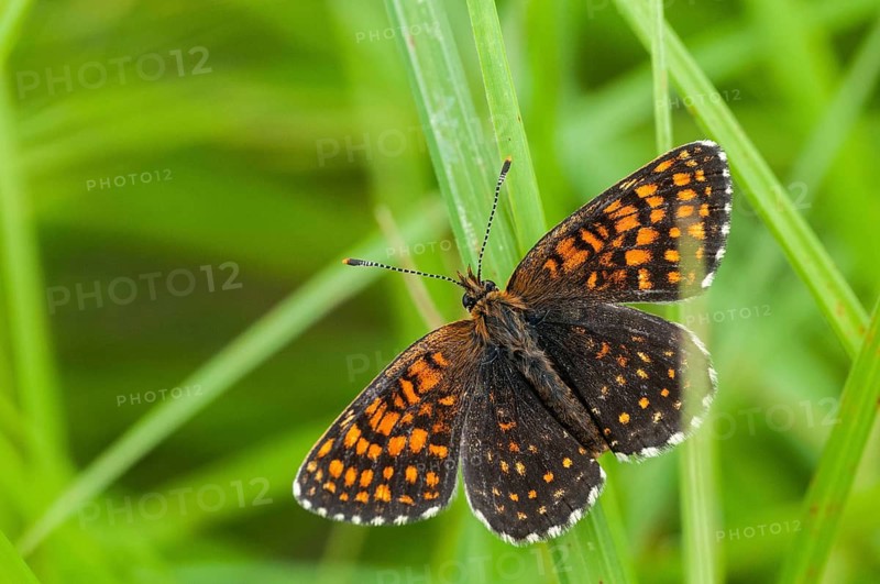 Valerian moth, false heath fritillary, melitaea diamina, swamp meadow moth, butterfly, insects, butterfly, butterflies, butterflies