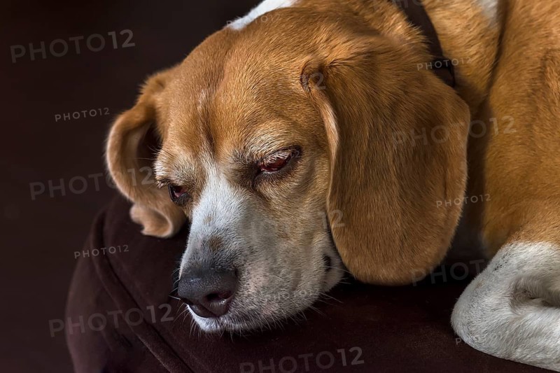 Resting beagle lying on an armchair, Baden-Wüttemberg, Germany