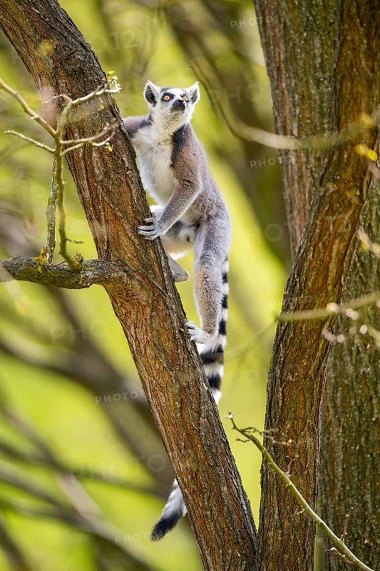 Ring-tailed lemur (Lemur catta) climbing in a tree, captive, Germany