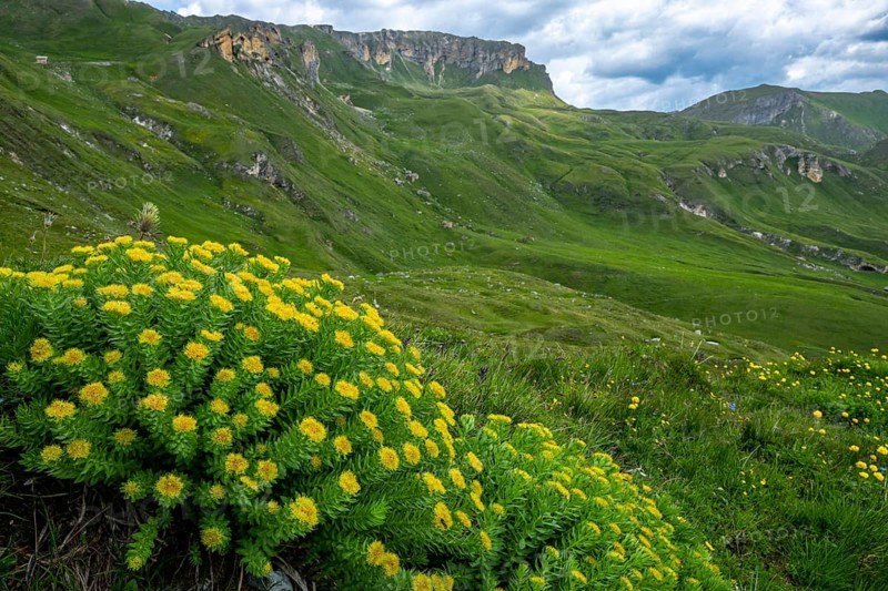 Rhodiola (Rhodiola rosea), Heiligenblut, Carinthia, Austria