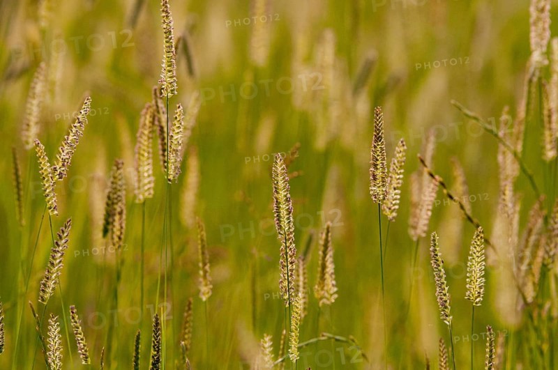 Cynosurus cristatus, worsted grass, poaceae, sweet grass, meadow crest grass, crested dog's-tail, flora, plants, plants