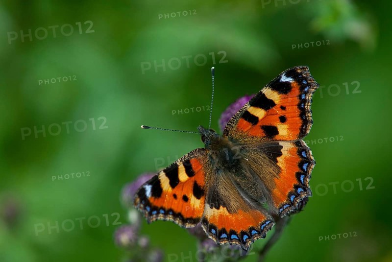 Aglais urticae, little fox, nymphalis urticae, small tortoiseshell, butterfly, insects, butterfly, butterflies