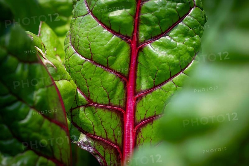 Swiss chard leaf (Beta vulgaris), vegetable patch, Chelsea Physic Garden, Chelsea, England, United Kingdom