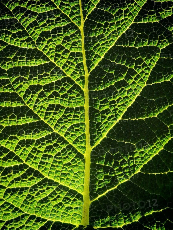 Detailed view of a green leaf with prominent texture and veins, macro image, Franconian Forest nature park Park
