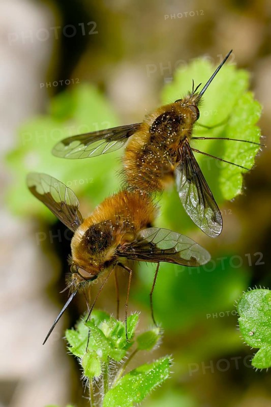 Bombyliidae, Bombylius major, brachycera, large woolswear, woolswear, arge bee-fly, diptera, high size, portrait format, insects, copula, mating, the dark-edged bee-fly, the greater bee fly, two-winged