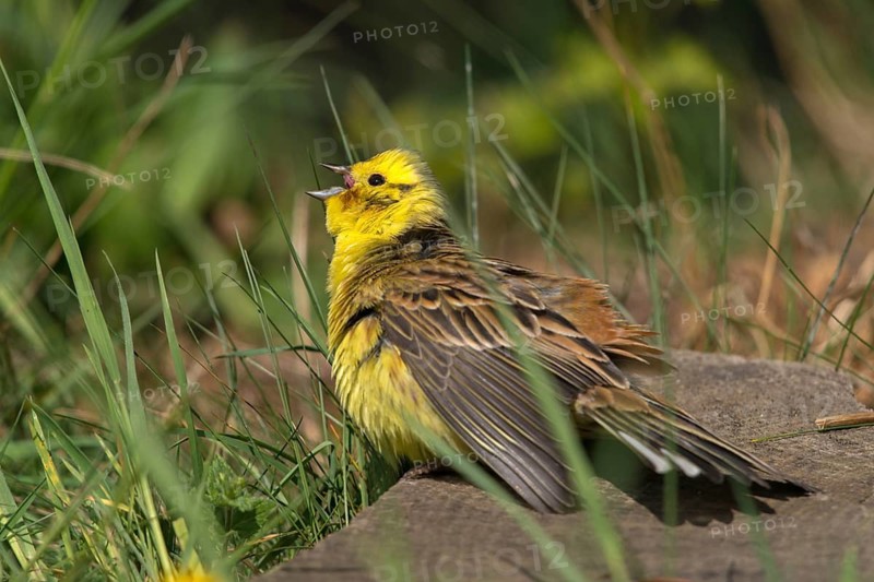 Emberiza Citrinella, Yellowhammer, Yellowhammer, Bath, Birds, Male, Passeri, Songbirds, Songbirds, Sunbathing, Birds