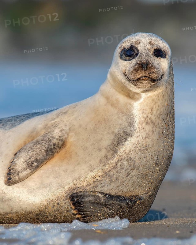 Seal (Phoca vitulina), North Sea, Heligoland, Schleswig-Holstein, Germany