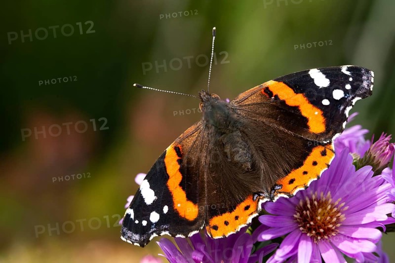 Admiral, Red Admiral, Vanessa Atalanta, butterfly, insects, butterflies, butterflies