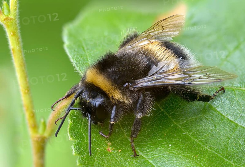 Apidae, bees, bombus terrestris, dark bumblebee, hymenoptera, buff-tailed bumblebee, bumblebee, insects, large earth bumblebee