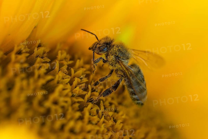 Daytime horizontal macro side-view of a single honey bee (Apis mellifera) covered in golden pollen while foraging on the central disc of a yellow sunflower (Helianthus annuus). Baden-Württemberg, Germany