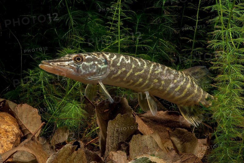 Esox Lucius, pike, pike, predatory fish, fishes, northern pike, pisces