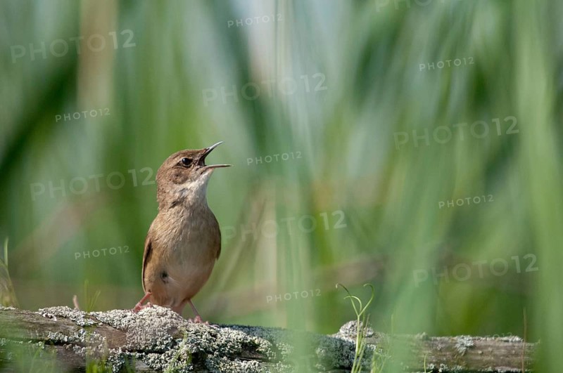 Locustella luscinioides, cane swirl, Savi's warbler, birds, passeri, songbirds, birds