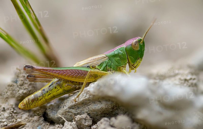 Acrididae, Caelifera, Chorthippus parallelus, field locusts, common grasshoppers, gomphocerinae, short-feeler, pseudochorthippus parallelus, female, grasshoppers, grasshoppers, insects, meadow grasshoppers, insects, meadow grasshoppers, female