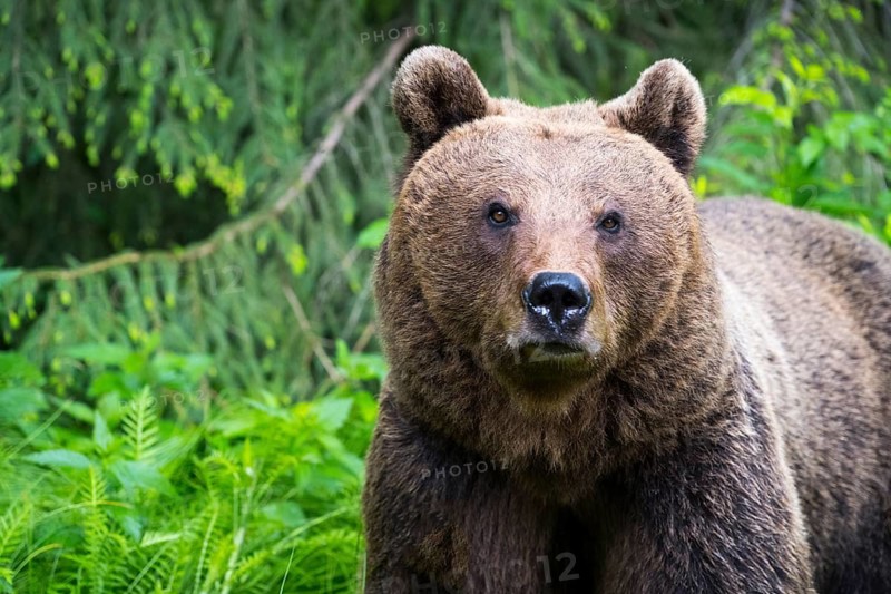 A brown bear standing upright in a lush, green forest, European brown bear (Ursus arctos arctos), Transylvania, Carpathians, Romania
