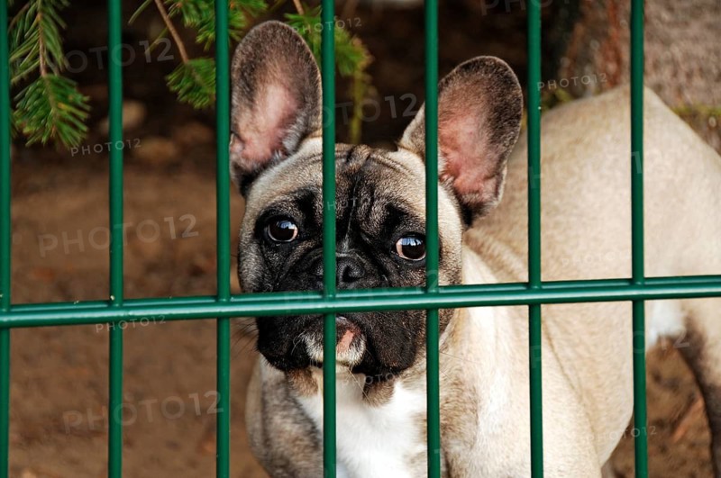 French bulldog behind a garden fence, Theres, Lower Franconia, Bavaria, Germany