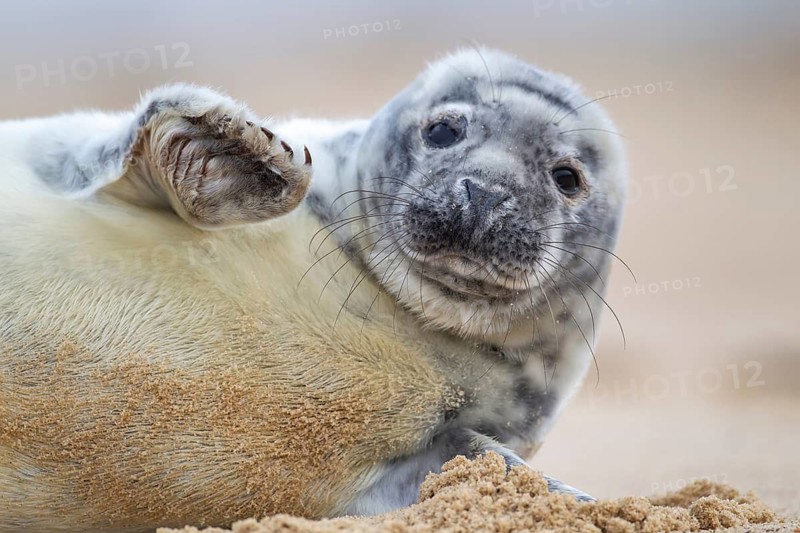 Atlantic grey seal (Halichoerus grypus) juvenile baby pup animal waving on sand of a beach, England, United Kingdom