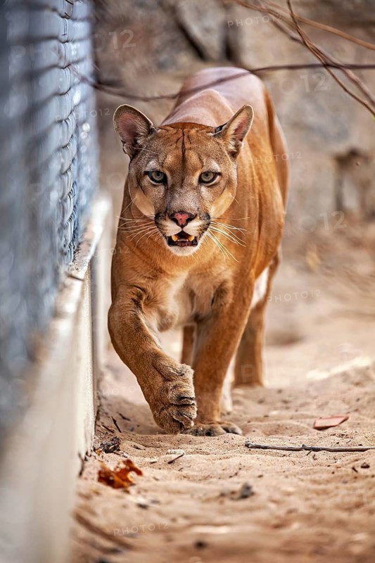 A Cougar displays determination as it runs across sandy ground near a fence. A mountain lion, or Cougar, in an enclosure in Petrolina, Brazil (Cougar concolor)