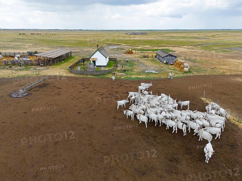 White cattle near a small building on a vast pasture under cloudy sky, aerial view, Hungarian steppe cattle, Hungarian gray beef, Hortobagy, Hortobagy National Park, Hortobágyi Nemzeti Park, Hortobágyi Csillagoségbolt Park, Puszta, steppe area, UNESCO biosphere reserve, Hungary