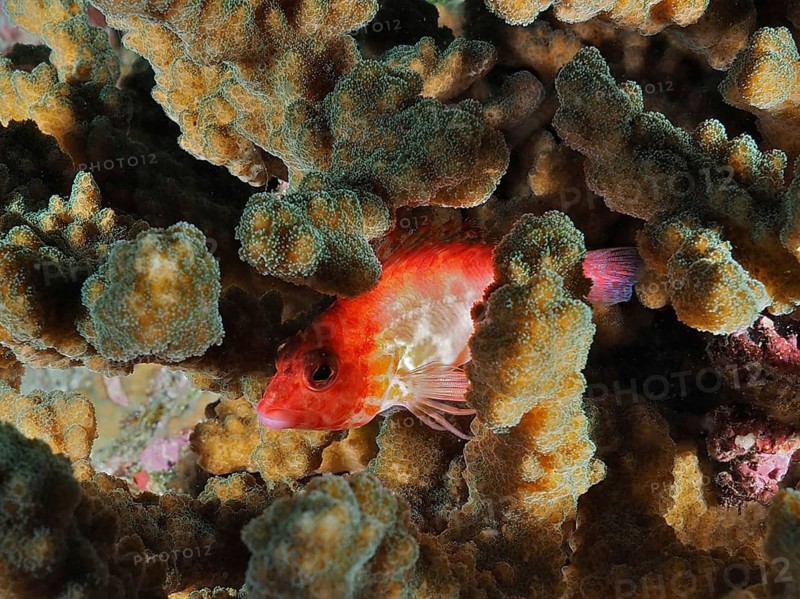 A small red fish, the Coral hawkfish (Cirrhitichthys oxycephalus), is hiding amongst dense coral formations at the Cano Island dive site, Uvita, Costa Rica, Pacific Ocean, Central America