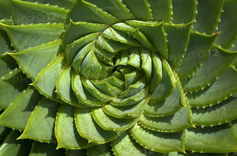 Spiral Aloe, Aloe polyphylla, St Michael's Mount, Cornwall, England, Great Britain, Great Britain