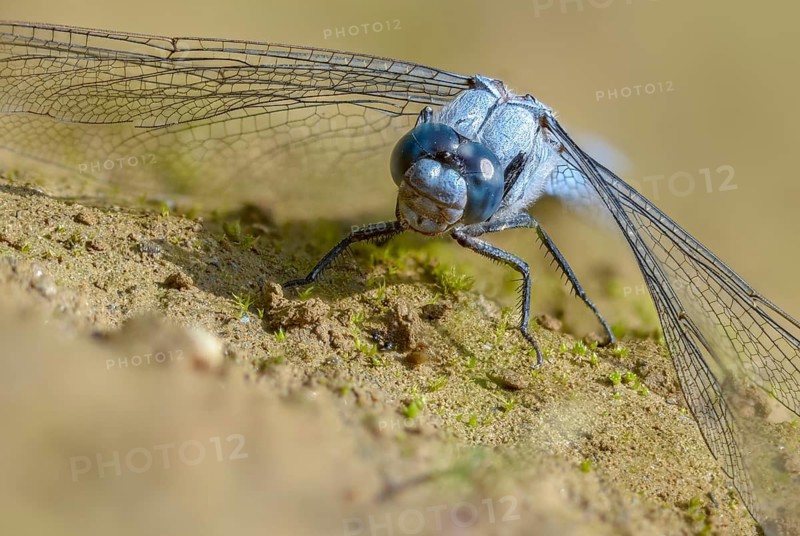 Orthetrum Brunneum, Southern Skimmer, Southern Blue Arrow, Anisoptera, Blue Arrow, Damselflies, Dragonflies, Insects, Dragonflies, Odonata, Sailing Barks