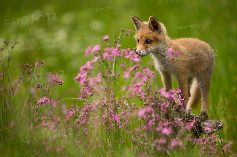 Fox, red fox (Vulpes vulpes), biotope, habitat, foraging, young animal, cubs