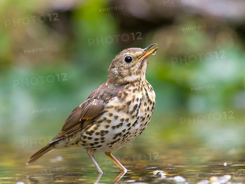 Song Thrush (Turdus philomelos), an adult bird standing in shallow water, Hesse, Germany
