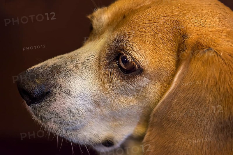 Portrait of a beagle, close up, Baden-Württemberg, Germany