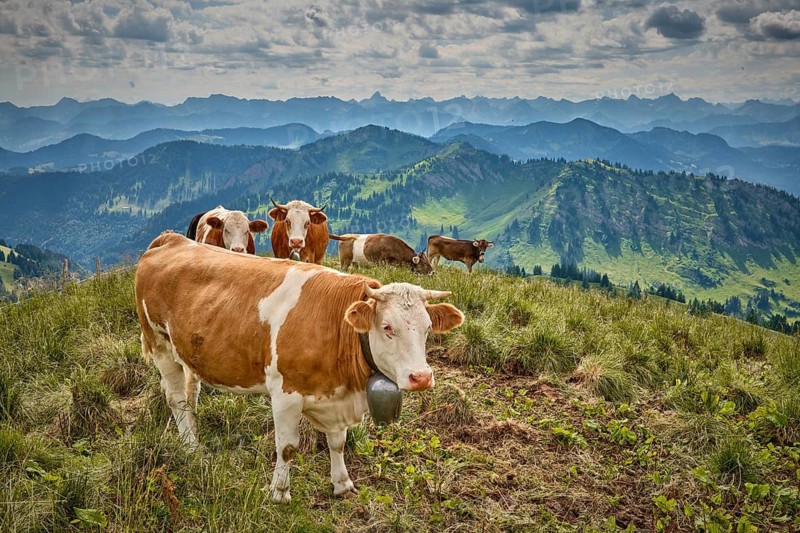 Alpine landscape with beautiful cloudscape on the Hachgrat summit in the Allgäu Alps, Oberstaufen Steibis, Bavaria, Germany