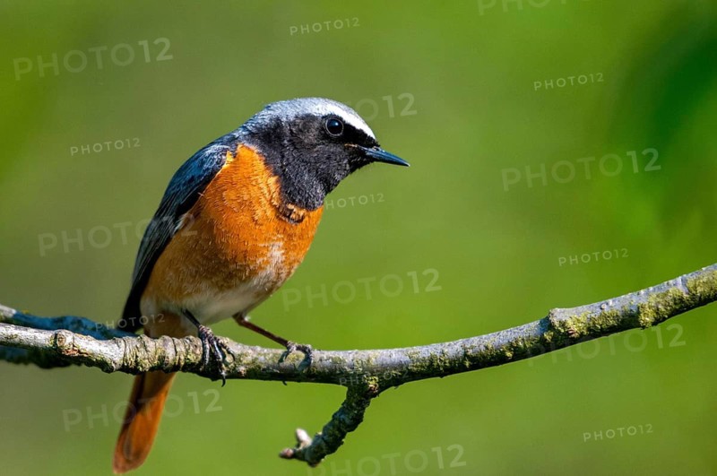 Redtail, Phoenicurus phoenicurus, redstart, birds, garden birds, male, passeri, songbirds, birds