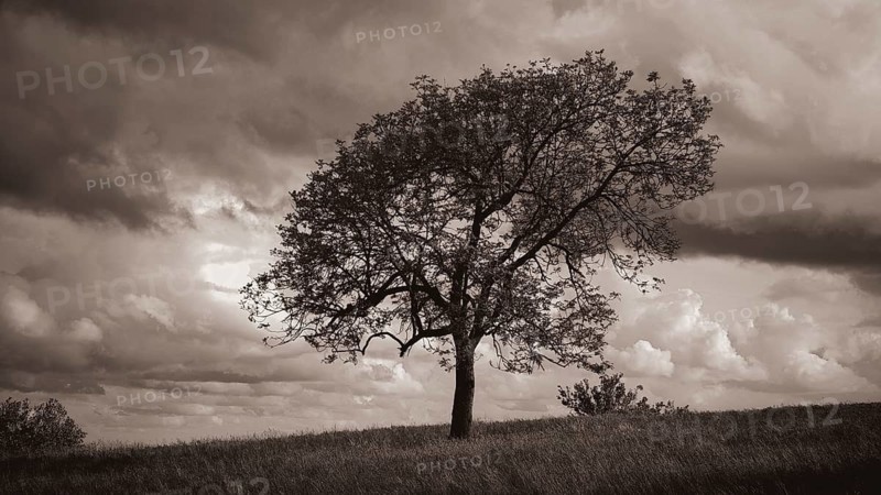 Monochrome, lonely tree on a hill against a dramatic backdrop of clouds, spring in the Franconian Forest nature park Park, Upper Franconia