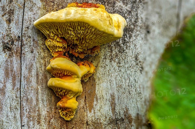 Daedalea sepiaria, gloeophyllum sepiarium, gloeophyllum ungulatum, lenzites sepiaria, lenzites crocata, yellow-red gill polypore, fenceleaf, fungi, fungi, rusty gilled polypore