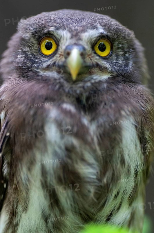 Glaucidium passerinum, pygmy owl, passerine owl, birds, owls, adolescent, high size, portrait, juvenile, owls, strigiforms, birds