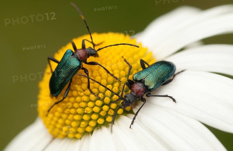 Blueborn, Blue Long-Horned Beetle, Carilia Virginea, Gaurotes Virginea, Beetle, Longhorn Beetle, Coleoptera, Insects, Beetles