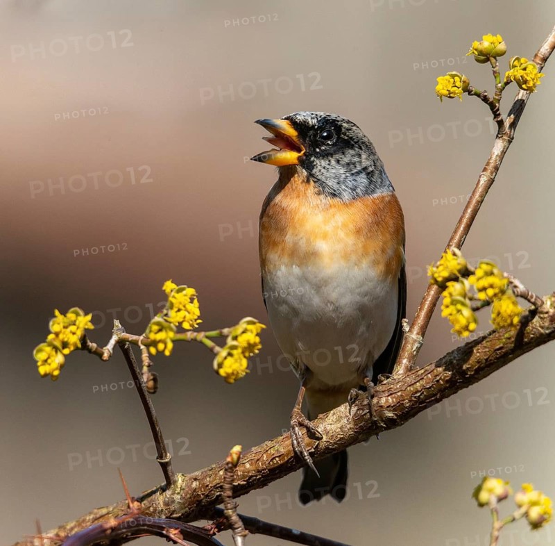 Mountain finch, brambling, fringilla montifringilla, birds, passeri, songbirds, birds