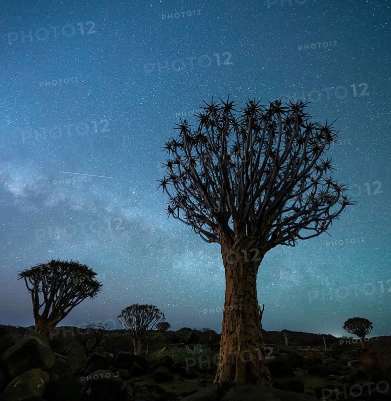 Quiver trees (Aloe dichotoma), night shot with starry sky, quiver tree forest in Garaspark near Keetmanshoop, Karas Region, Namibia