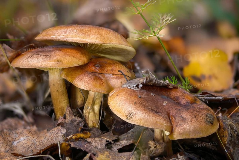 Aspen Knight, deciduous forest greenling, tricholoma frondosae, fungi, fungi, mushrooms
