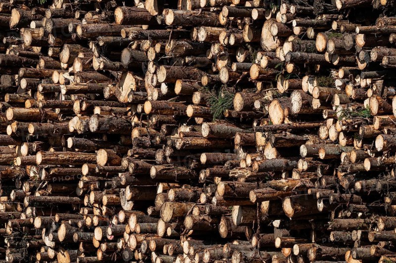 Logs, spruce logs, roundwood, storage, timber industry, Sunndalsøra, Tingvollfjorden, Sunndal Municipality, Møre og Romsdal Province, Norway