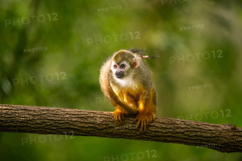 Common squirrel monkey (Saimiri sciureus) on a branchåç, captive, distribution South America