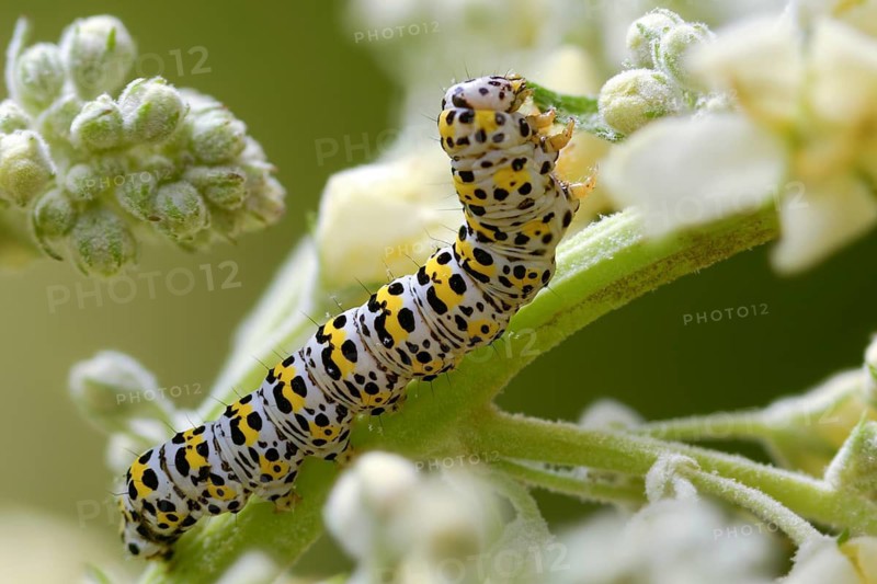 Cucullia lychnitis, grey-pollinated woolly monk, Shargacucullia lychnitis, later mullein monk, striped lychnis, high size, portrait, inchworm, insects, moths, moths, moths, caterpillar, butterflies