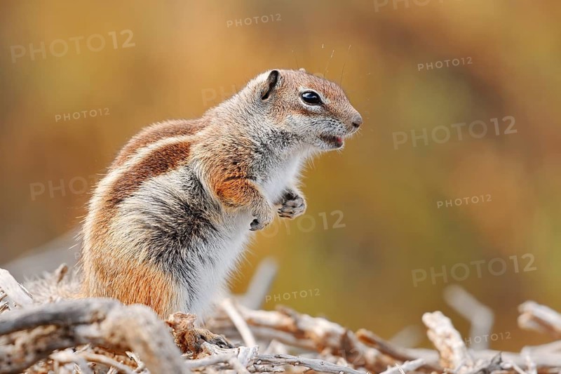 Atlantic ground squirrel or North African bristly ground squirrel (Atlantoxerus getulus), Fuerteventura, Canary Islands, Spain