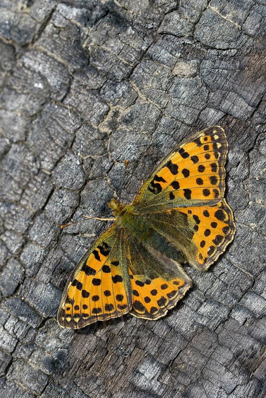 Argynnis Lathonia, Issoria Lathonia, small mother-of-pearl butterfly, queen of Spain fritillary, butterfly, high size, portrait format, insects, butterflies, butterflies, butterflies