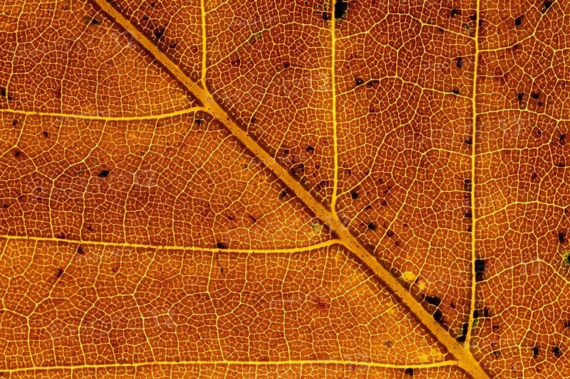 Common beech (Fagus sylvatica) tree close up of an autumn colour leaf, England, United Kingdom