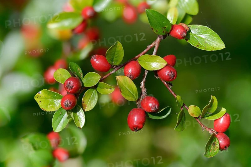 Cotoneaster Horizontalis, Medlar, Neophyte, Wall Cotoneaster, Cotoneaster, Cotoneaster, Flora, Plants, Plants