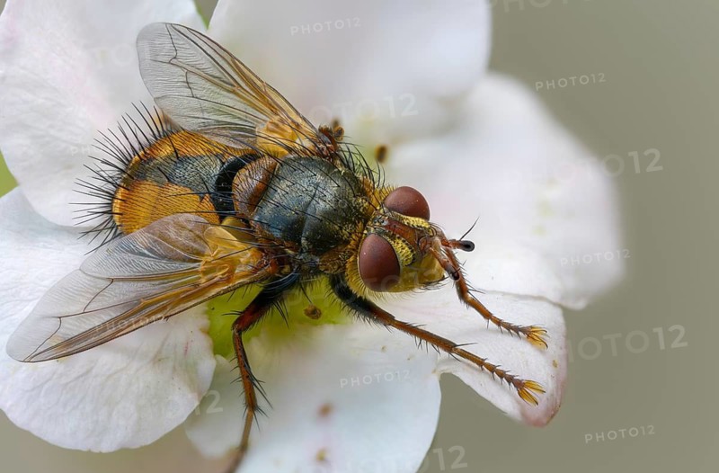 Hedgehog fly, hedgehog fly, caterpillar fly, tachina fera, diptera, insects, two-winged birds