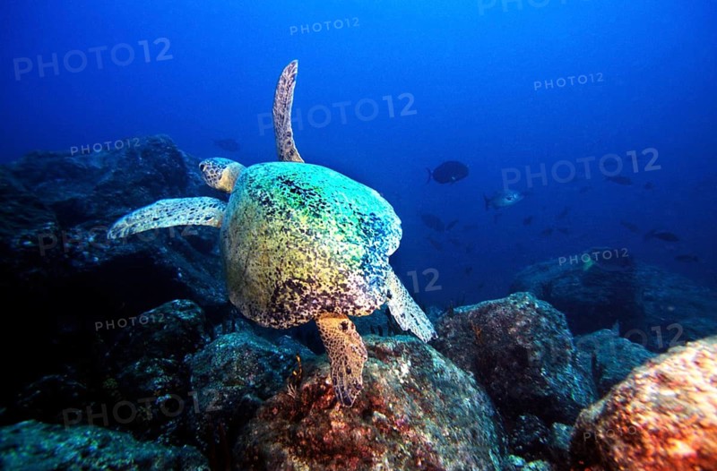 Caribbean - green turtle, Caribbean, Central America